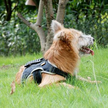 Pet Harness Reflective - P12 Hub Europe