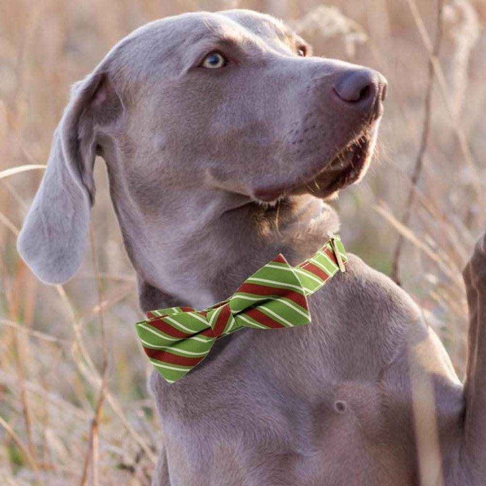 Dog Collar Lettering Collar Anti-lost Collar - P12 Hub Europe