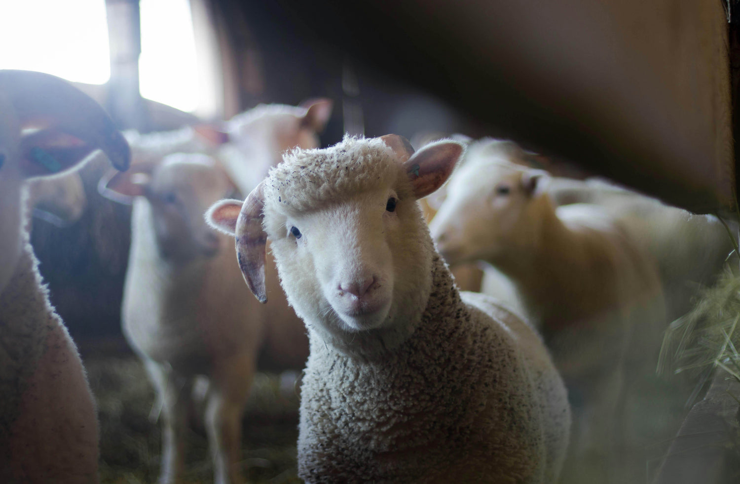 Farm Animals - P12 Hub Europe