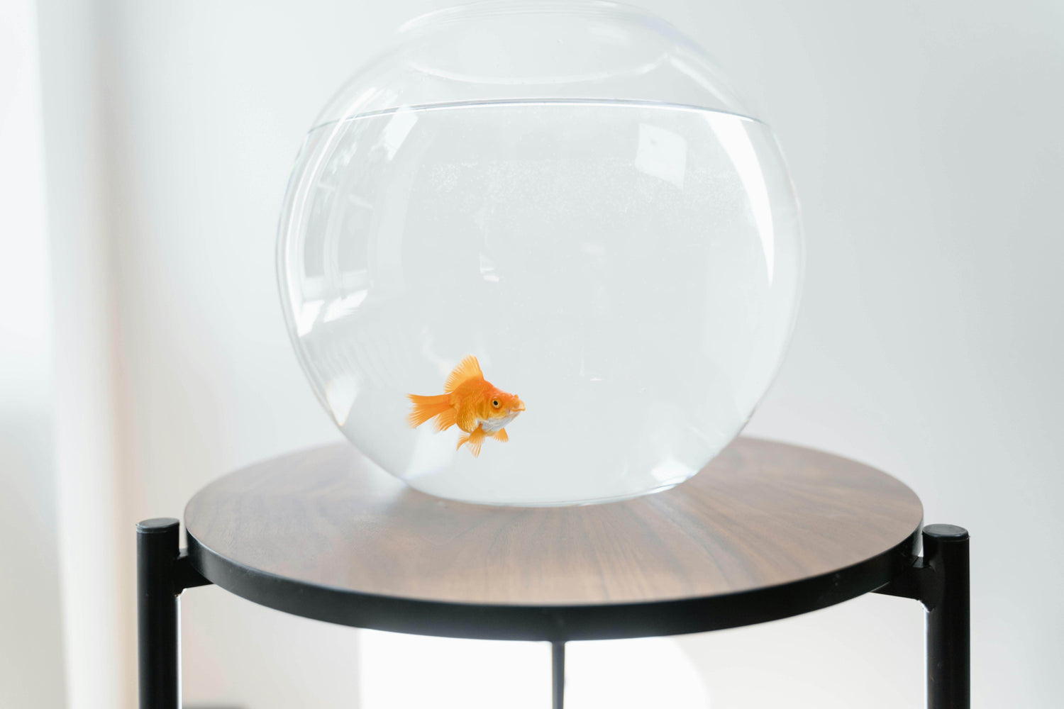 Fish & Aquatic Pets - P12 Hub Europe