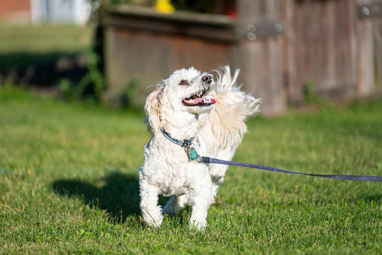 Pet Outdoor Supplies