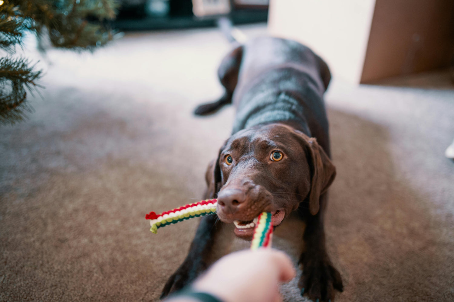 Pet Toys
