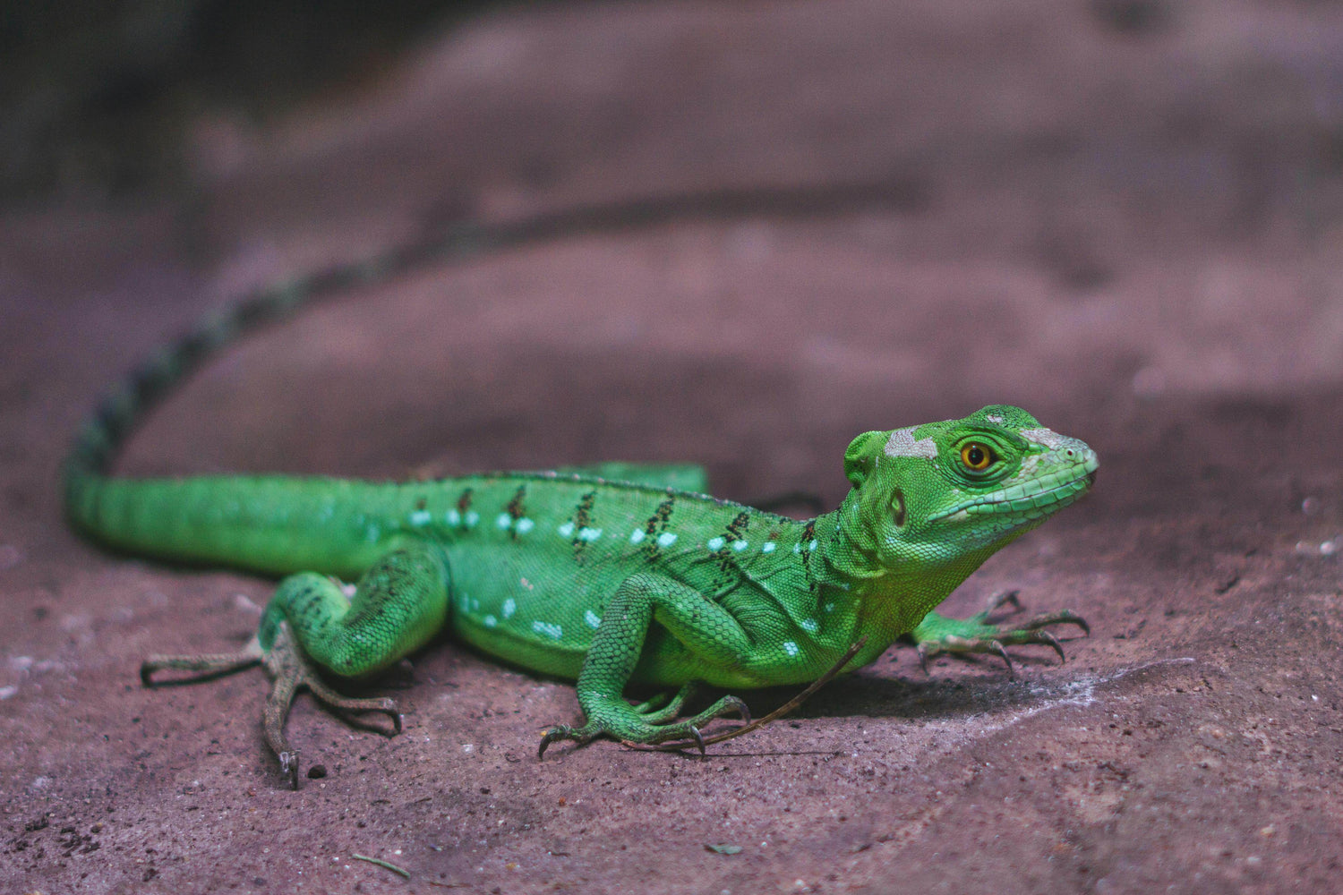 Reptiles & Amphibians - P12 Hub Europe