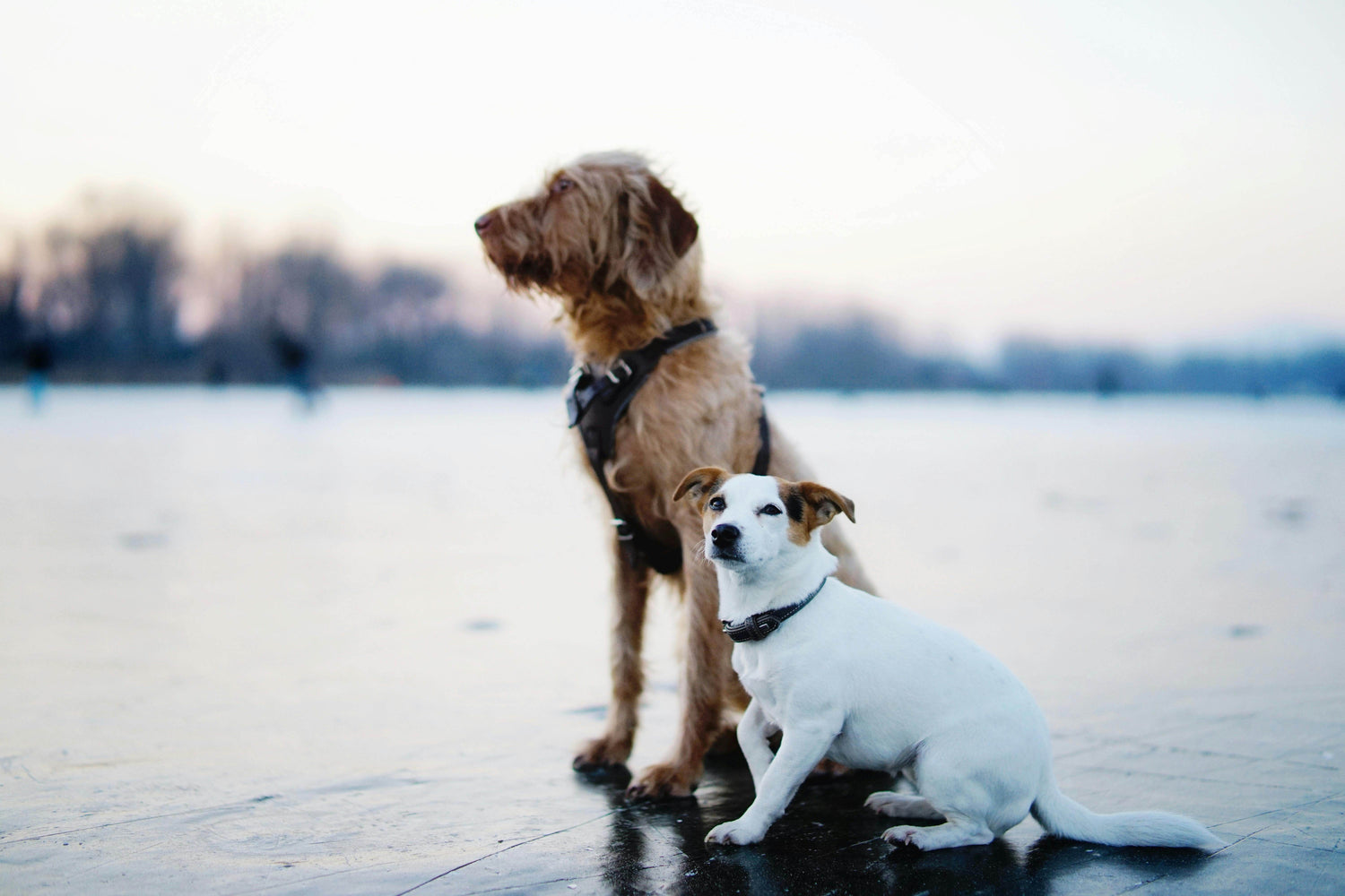 Dogs - P12 Hub Europe