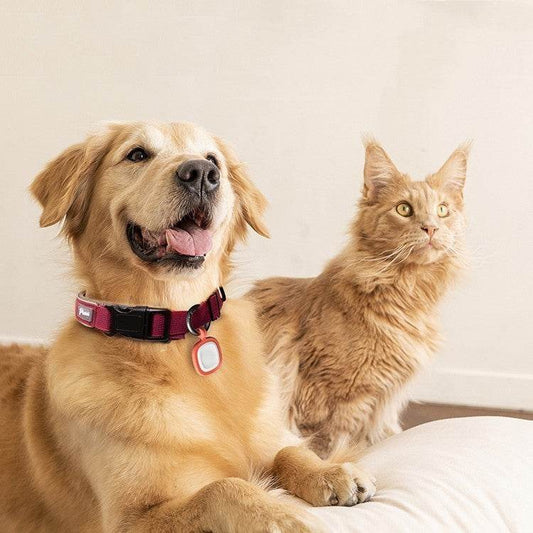Pet Cats And Dogs Brand Name Anti-loss Card Two-dimensional Code ID Card - P12 Hub Europe