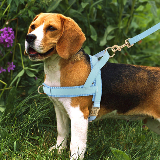Personalized Dog Harness Leash Set - P12 Hub Europe
