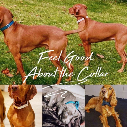 Multiple Colour Velvet Personalise Dog Collar Leash Set With Bow - P12 Hub Europe
