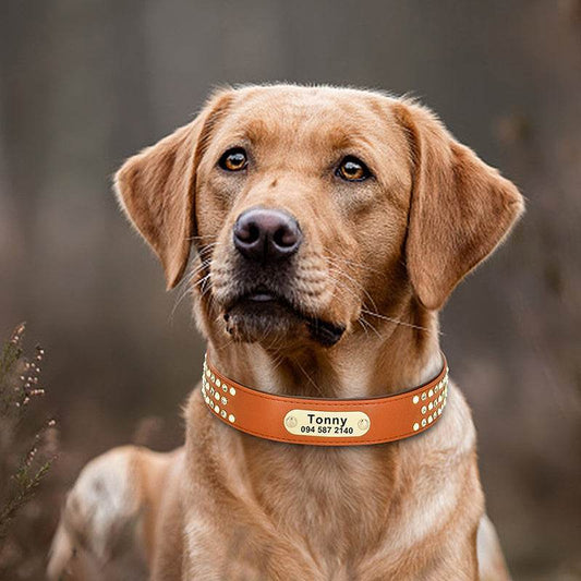 Dog Collar Labrador Golden Retriever Dubinde Shepherd Dog Brand Custom Lettering - P12 Hub Europe