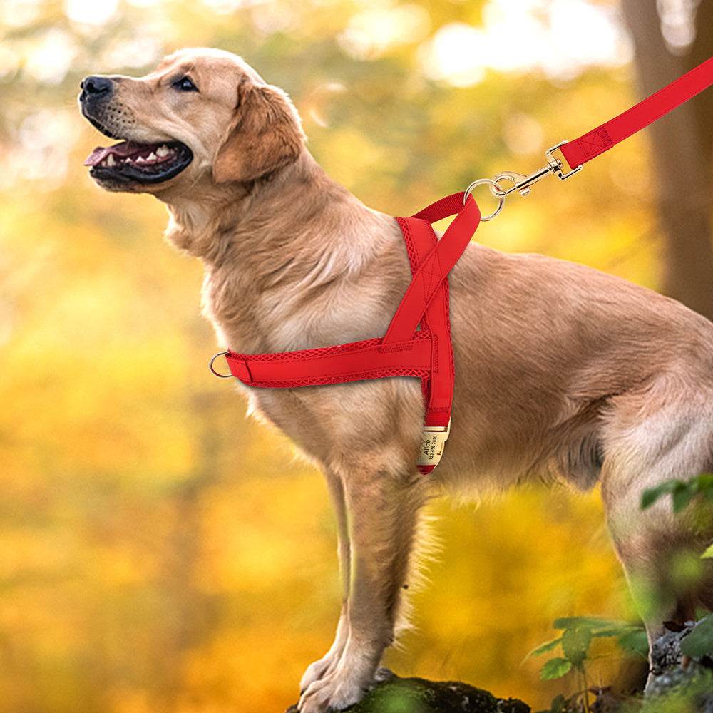 Personalized Dog Harness Leash Set - P12 Hub Europe