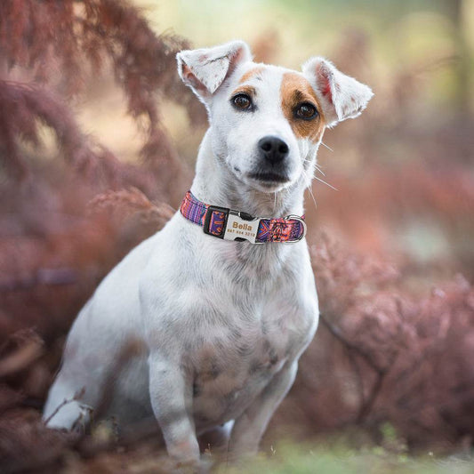 Adjustable Nylon Custom Dog Collar Free Engraved Name ID Tag - P12 Hub Europe